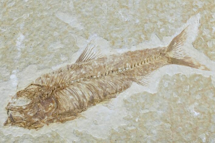 Detailed Fossil Fish (Knightia) - Wyoming #165808